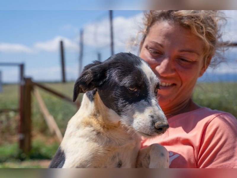 Coco - Pointer-mix sucht liebevolles Zuhause
