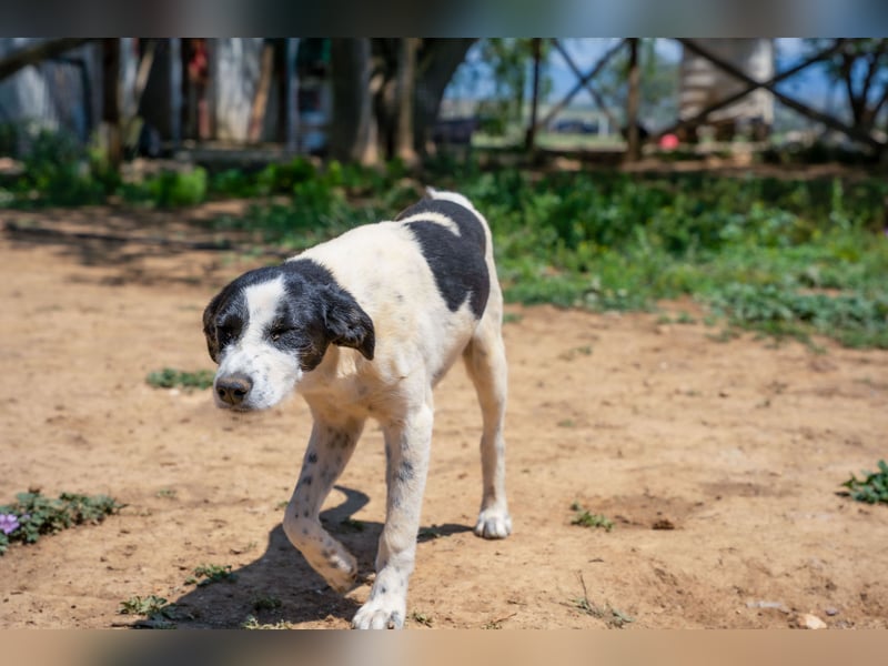 Coco - Pointer-mix sucht liebevolles Zuhause