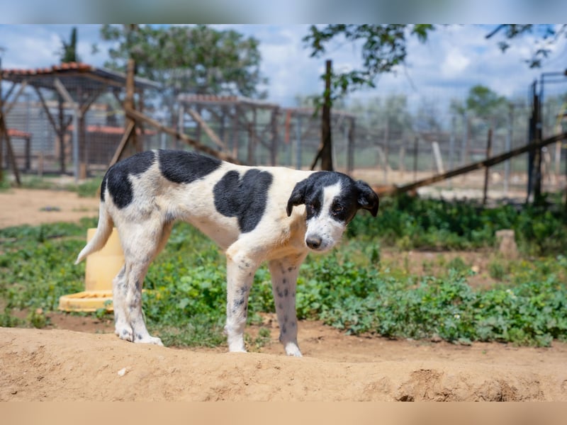 Coco - Pointer-mix sucht liebevolles Zuhause