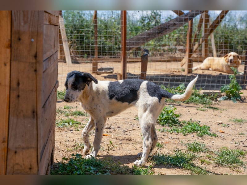 Coco - Pointer-mix sucht liebevolles Zuhause