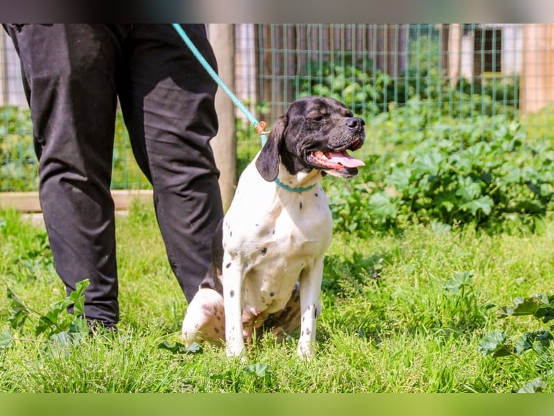 Pepa  - Englischer Pointer, lieb und verträglich