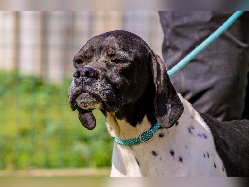 Pepa  - Englischer Pointer, lieb und verträglich