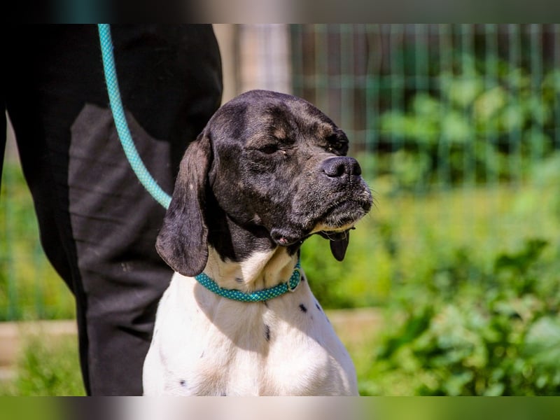 Pepa  - Englischer Pointer, lieb und verträglich