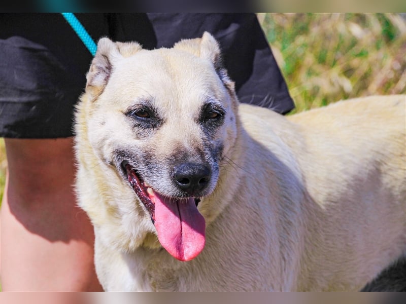 Gerda, Mix Labrador / Schäferhund , lieb und verträglich