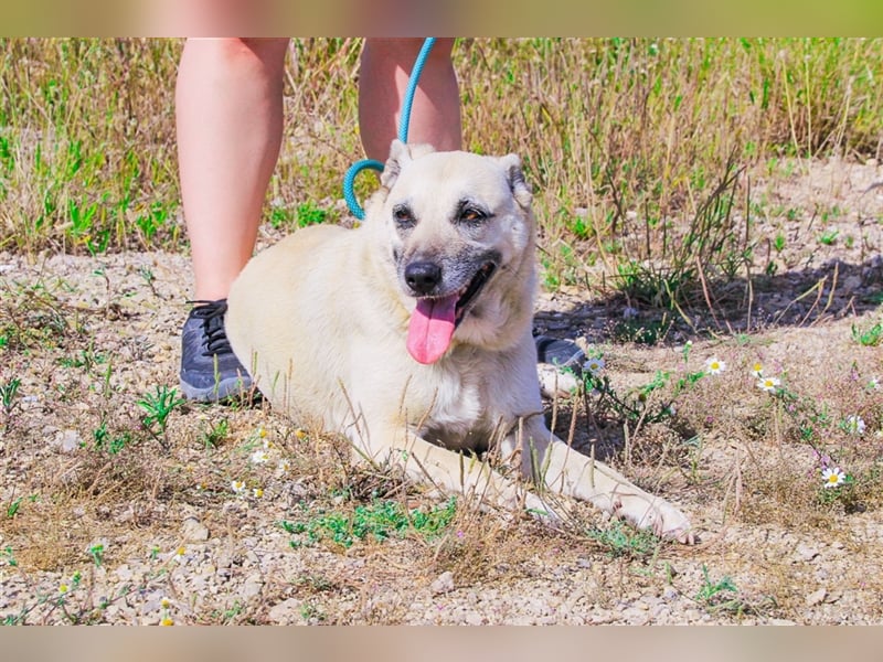 Gerda, Mix Labrador / Schäferhund , lieb und verträglich