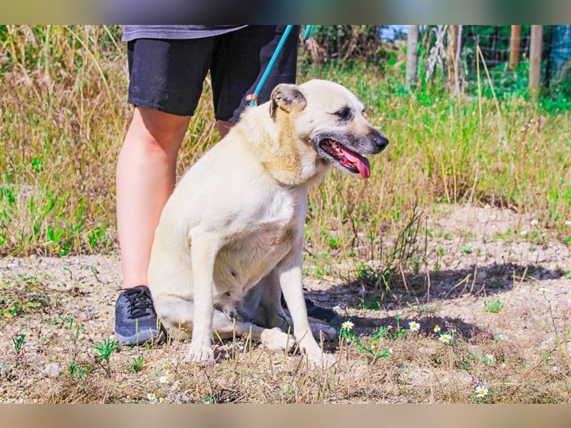 Gerda, Mix Labrador / Schäferhund , lieb und verträglich