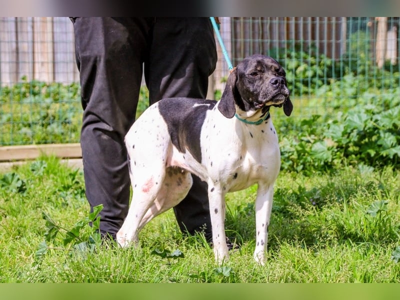 Pepa  - Englischer Pointer, lieb und verträglich