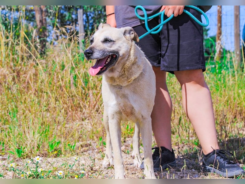 Gerda, Mix Labrador / Schäferhund , lieb und verträglich