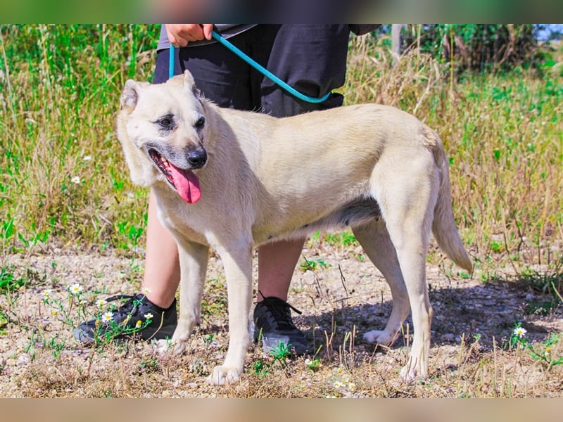 Gerda, Mix Labrador / Schäferhund , lieb und verträglich