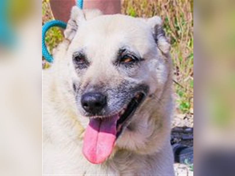 Gerda, Mix Labrador / Schäferhund , lieb und verträglich