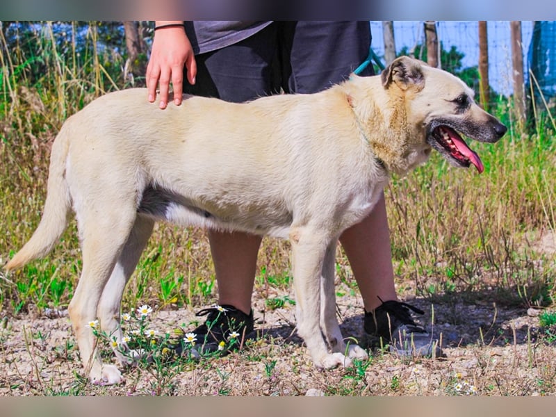 Gerda, Mix Labrador / Schäferhund , lieb und verträglich