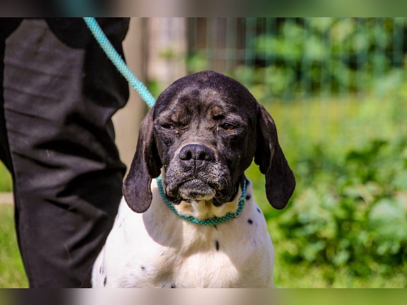 Pepa  - Englischer Pointer, lieb und verträglich
