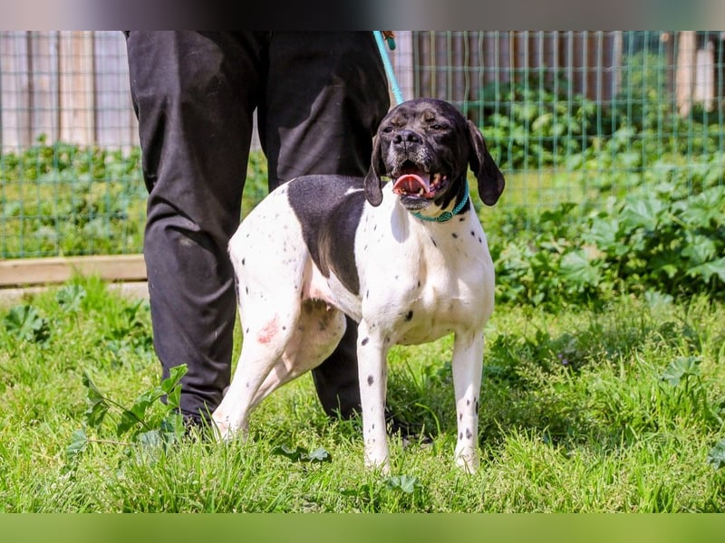 Pepa  - Englischer Pointer, lieb und verträglich
