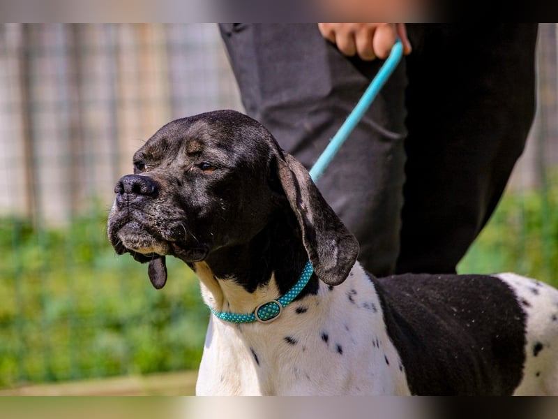 Pepa  - Englischer Pointer, lieb und verträglich