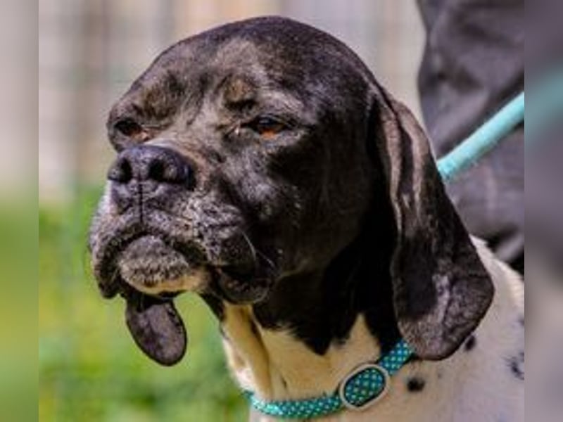 Pepa  - Englischer Pointer, lieb und verträglich
