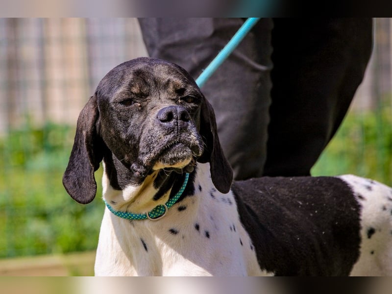 Pepa  - Englischer Pointer, lieb und verträglich