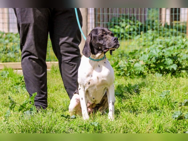 Pepa  - Englischer Pointer, lieb und verträglich