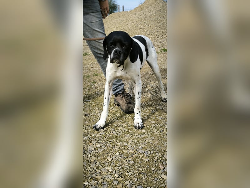 Sangria  - Pointer, lieb und verträglich, auch mit Katzen