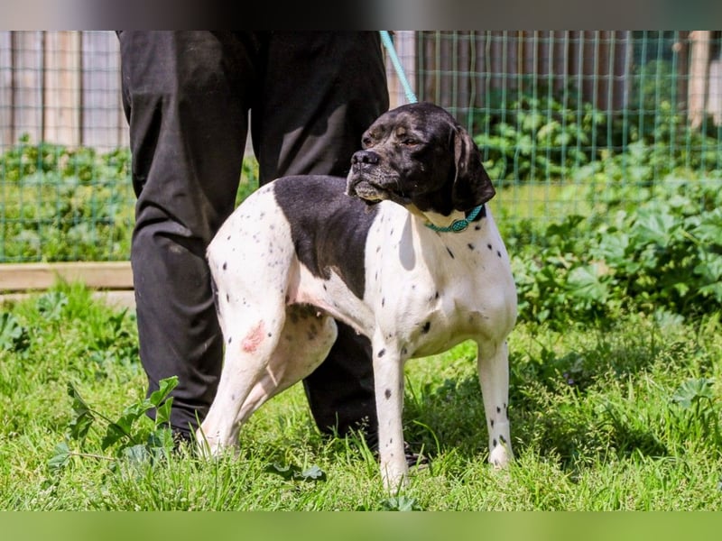 Pepa  - Englischer Pointer, lieb und verträglich