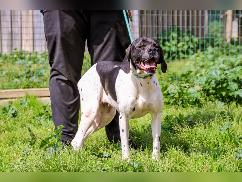 Pepa  - Englischer Pointer, lieb und verträglich