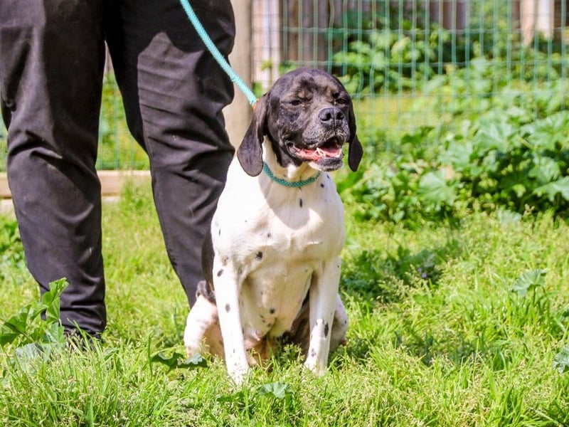 Pepa  - Englischer Pointer, lieb und verträglich