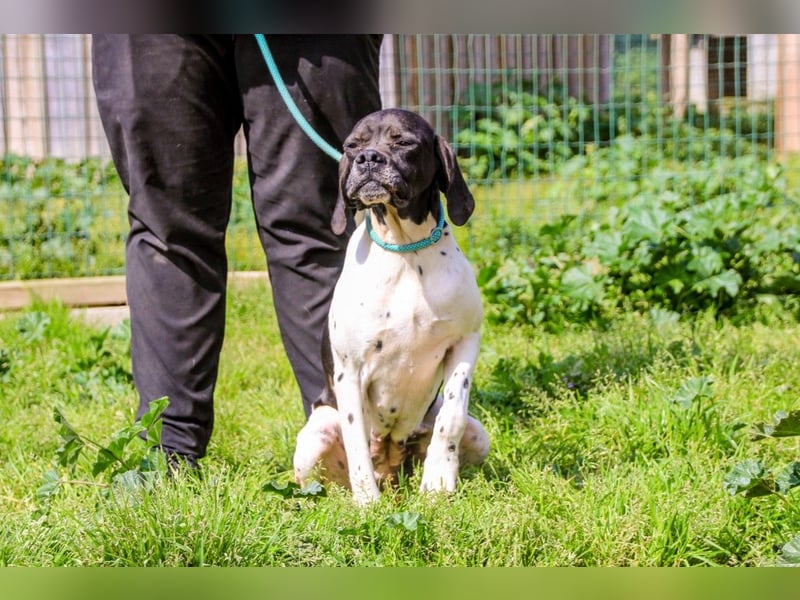 Pepa  - Englischer Pointer, lieb und verträglich