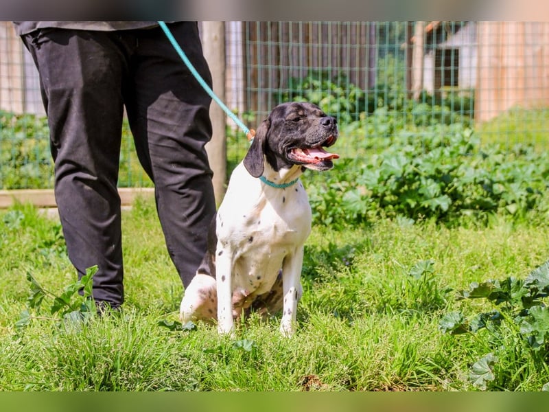 Pepa  - Englischer Pointer, lieb und verträglich
