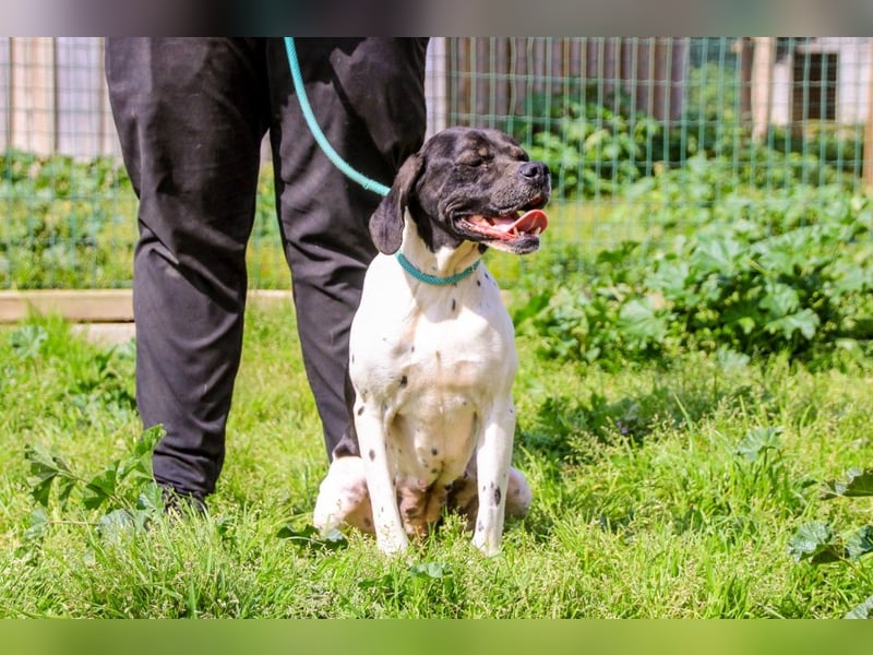 Pepa  - Englischer Pointer, lieb und verträglich