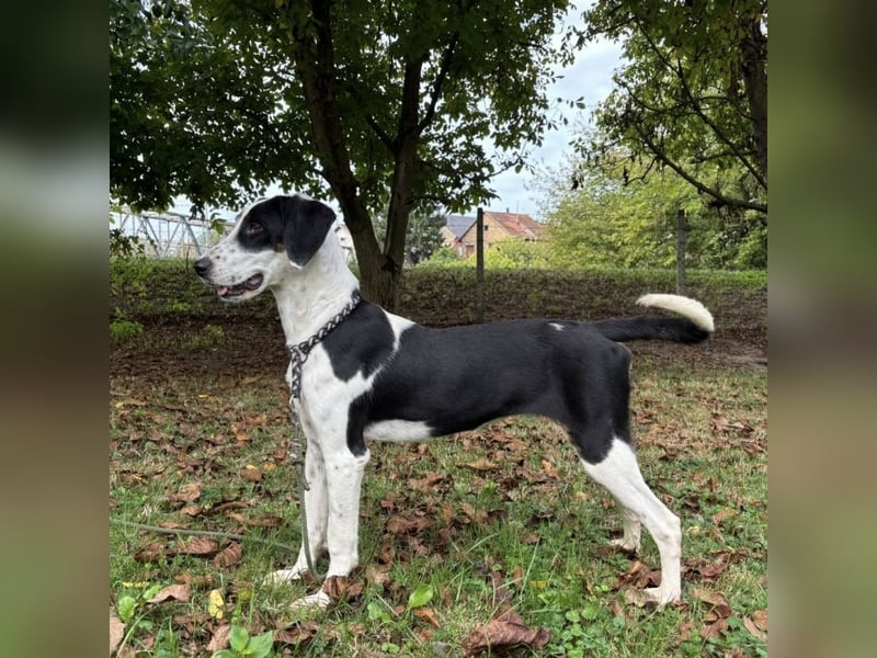 Perla eine sportliche Hündin