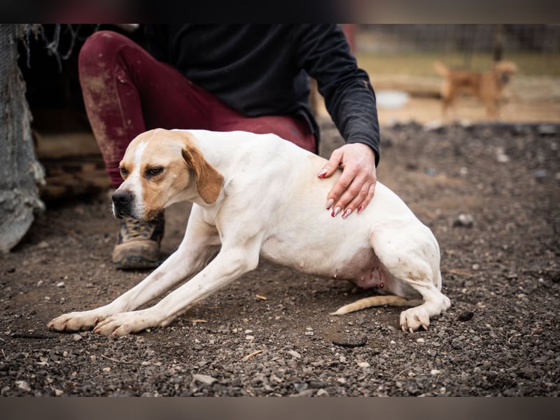Zenya – sanfte Pointer-Hündin