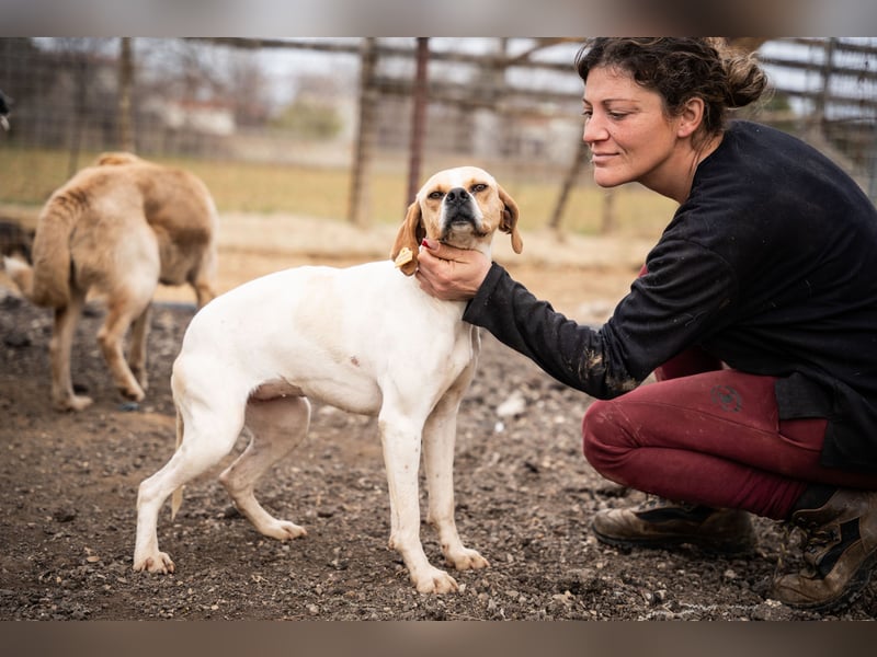 Zenya – sanfte Pointer-Hündin