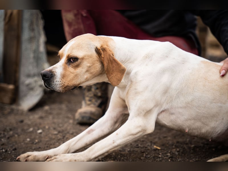 Zenya – sanfte Pointer-Hündin