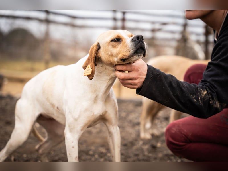 Zenya – sanfte Pointer-Hündin