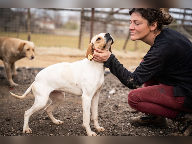 Zenya – sanfte Pointer-Hündin