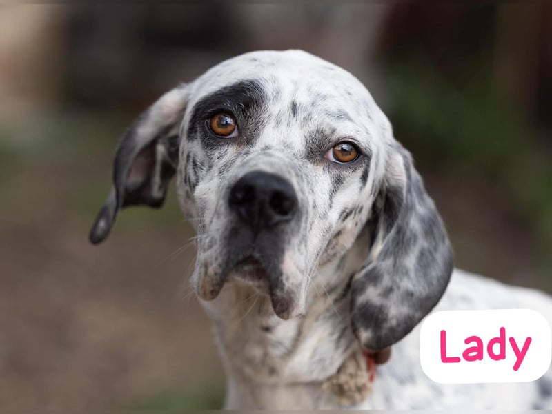 Lady