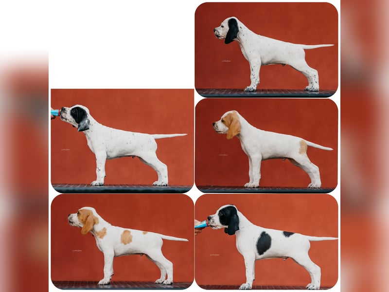 Pointer-Welpen - ab Anfang September abzugeben