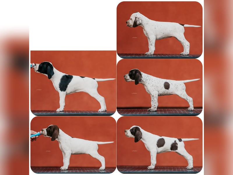 Pointer-Welpen - ab Anfang September abzugeben