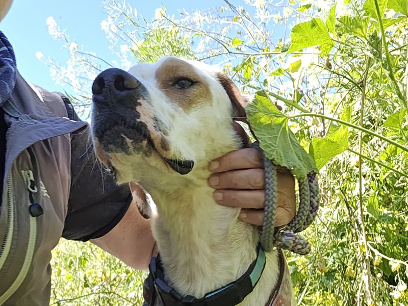 Rico: wunderschöner Pointer