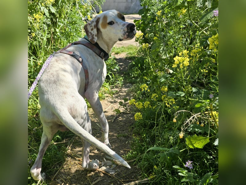 Rico: wunderschöner Pointer
