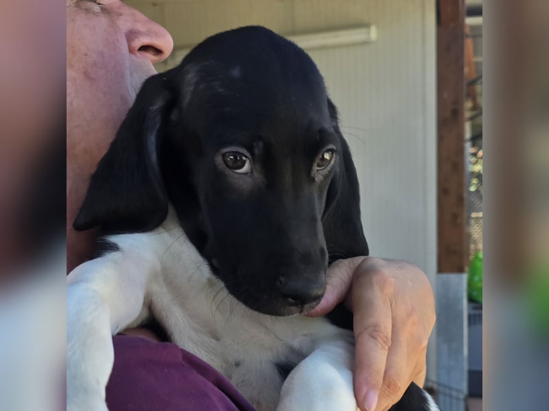 Ganinede: kleiner Fratz sucht Kuschelplatz