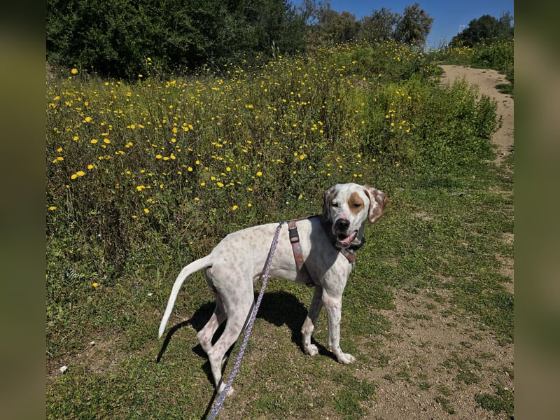 Rico: wunderschöner Pointer