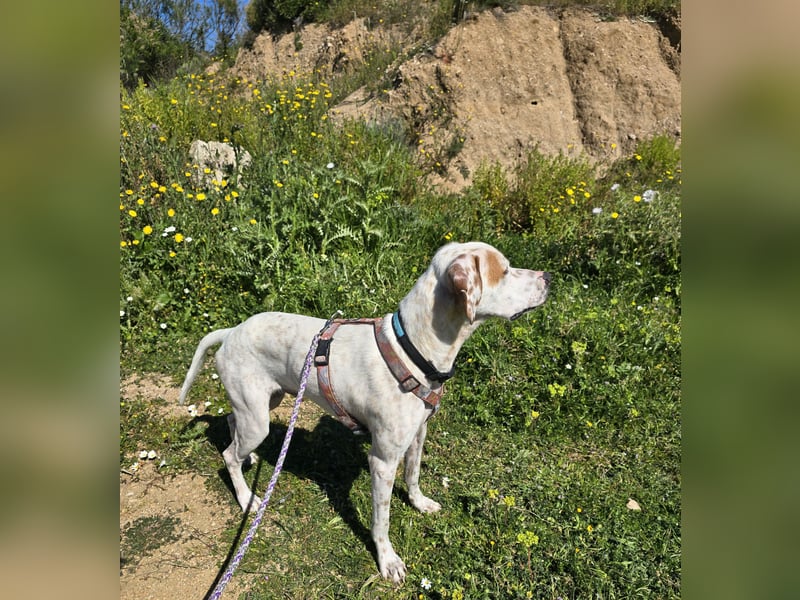 Rico: wunderschöner Pointer