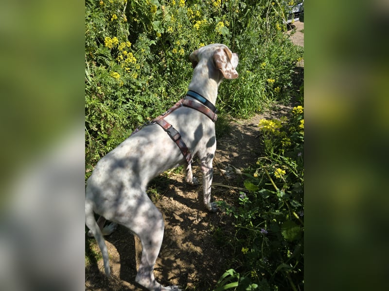 Rico: wunderschöner Pointer