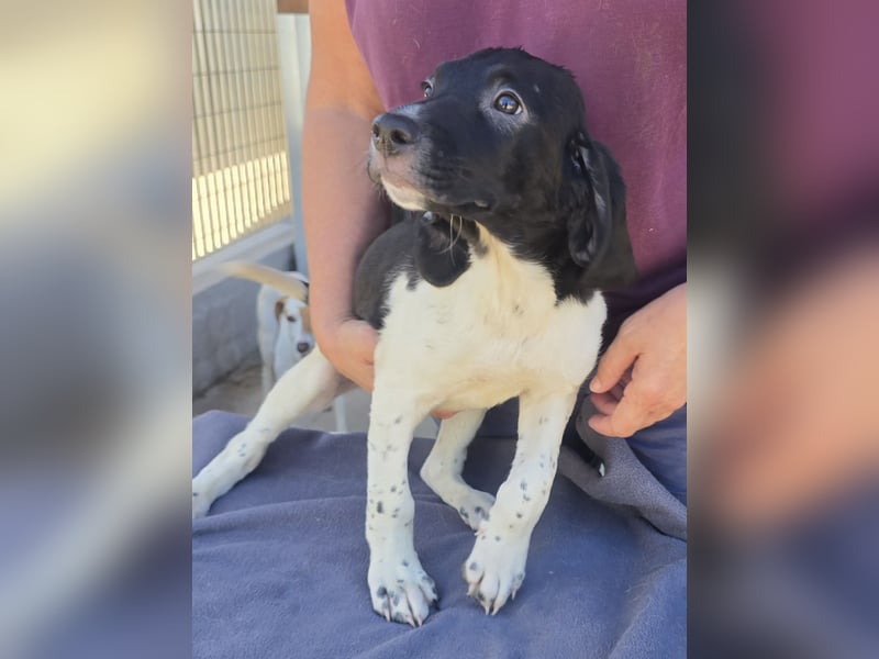 Gandolfo: kleiner Fratz sucht Kuschelplatz