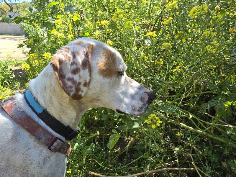 Rico: wunderschöner Pointer