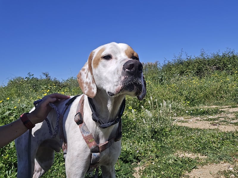 Rico: wunderschöner Pointer