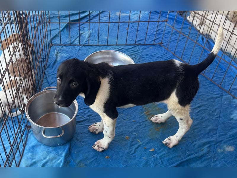 Gandolfo: kleiner Fratz sucht Kuschelplatz