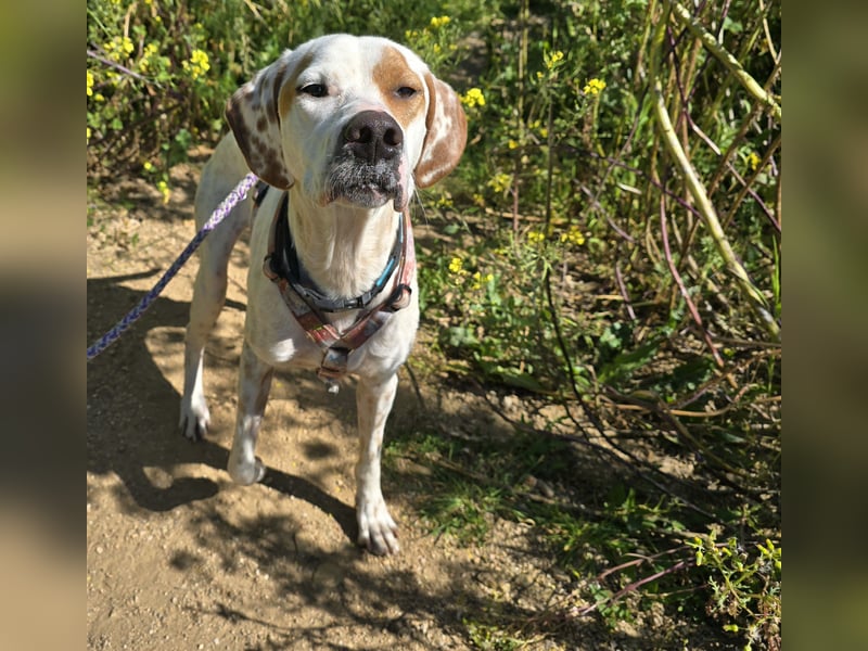 Rico: wunderschöner Pointer