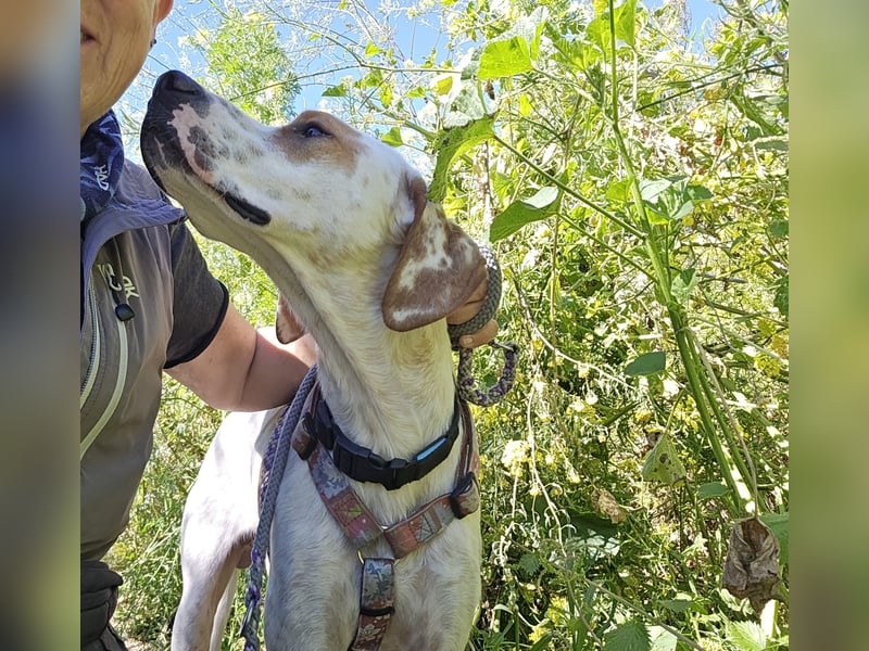 Rico: wunderschöner Pointer