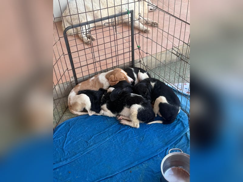 Ganinede: kleiner Fratz sucht Kuschelplatz
